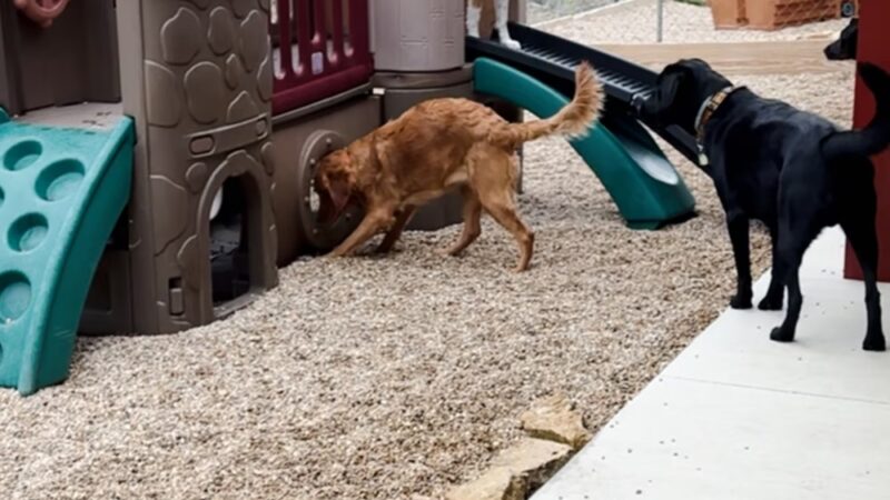 Shag & Wag K9 Country Club, LLC - Argyle, WI