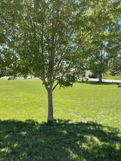 Arimo Park - Arimo, ID