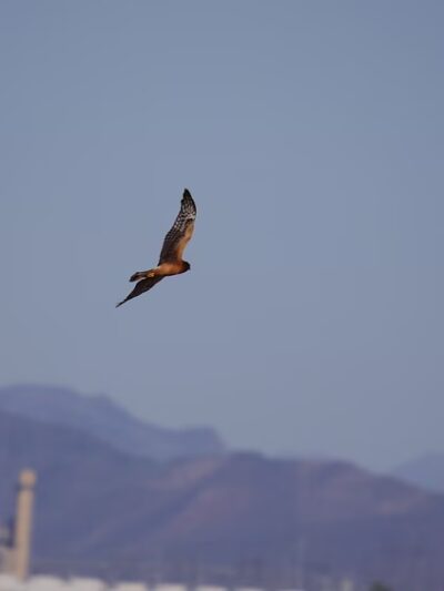 Arlington Wildlife Area - Arlington, AZ