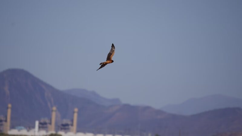 Arlington Wildlife Area - Arlington, AZ