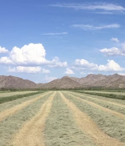 Arlington Wildlife Area - Arlington, AZ
