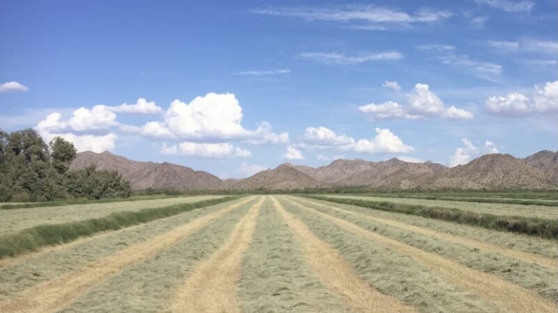 Arlington Wildlife Area - Arlington, AZ