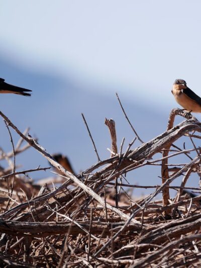 Arlington Wildlife Area - Arlington, AZ