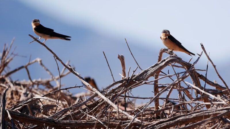Arlington Wildlife Area - Arlington, AZ