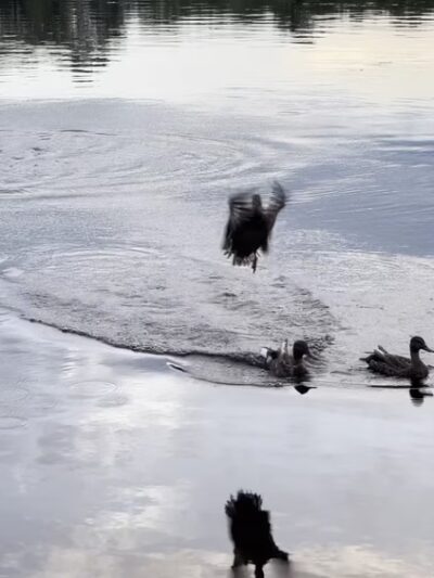 Arlington Reservoir - Arlington, MA