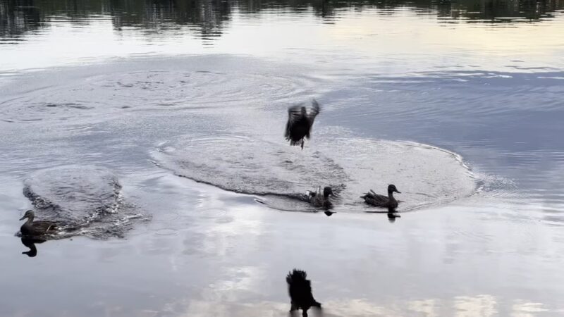 Arlington Reservoir - Arlington, MA