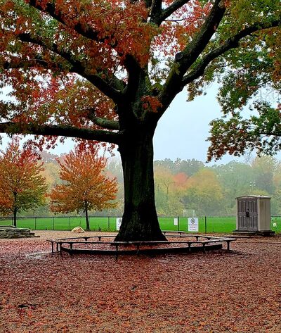 Thorndike Dog Park - Arlington, MA
