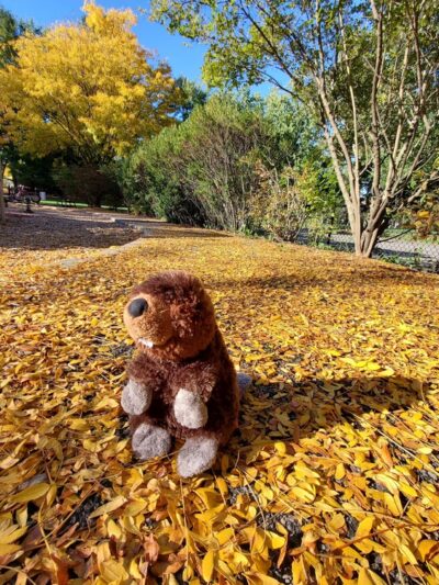 Waldo Park - Arlington, MA