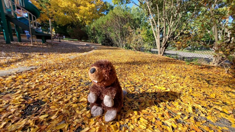 Waldo Park - Arlington, MA