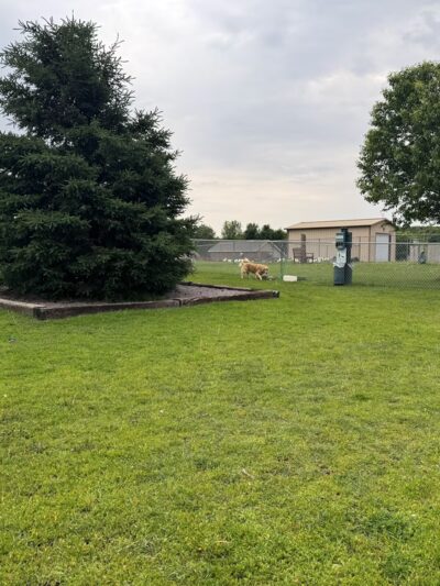 Arlington Dog Park - Arlington Township, MN