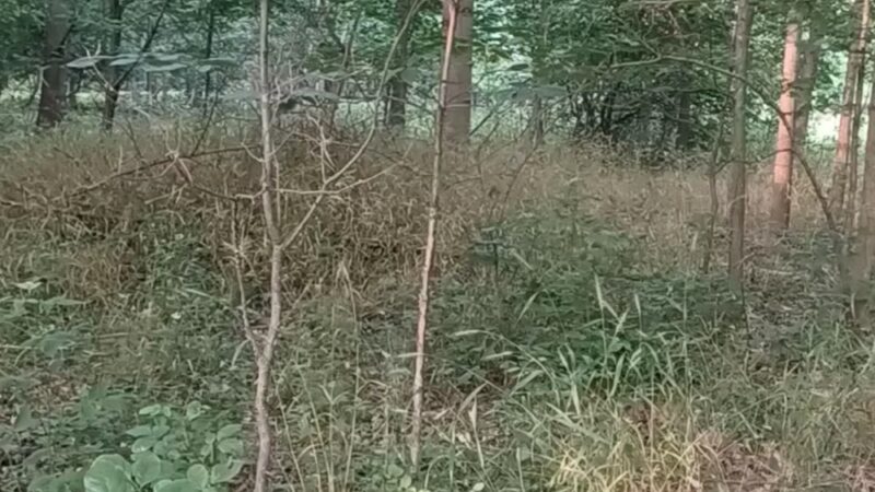 Allie S. Freed Park - Arlington, VA