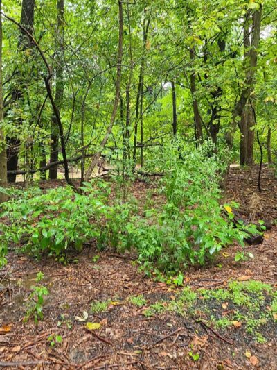 Allie S. Freed Park - Arlington, VA