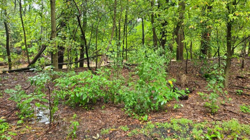 Allie S. Freed Park - Arlington, VA