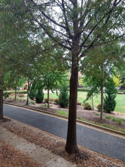 Avalon Park - Arlington, VA