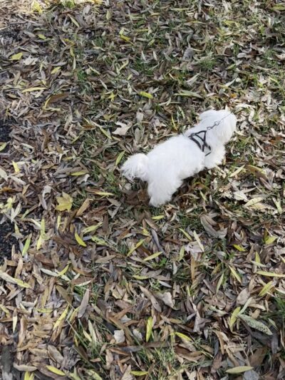 Fort Bennett Park and Palisades Trail - Arlington, VA