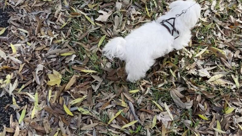 Fort Bennett Park and Palisades Trail - Arlington, VA