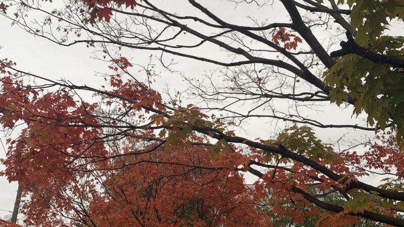 Fort Myer Heights Park - Arlington, VA