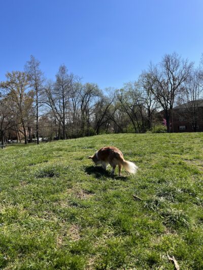 Fraser Park - Arlington, VA