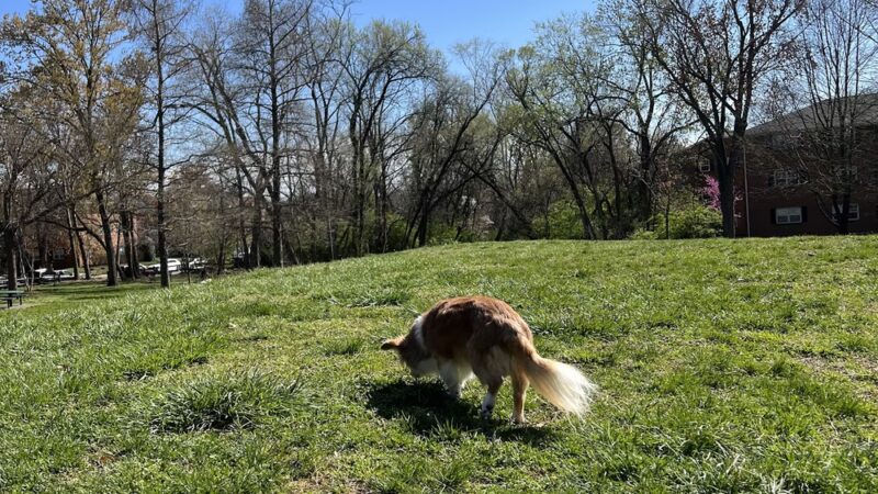 Fraser Park - Arlington, VA