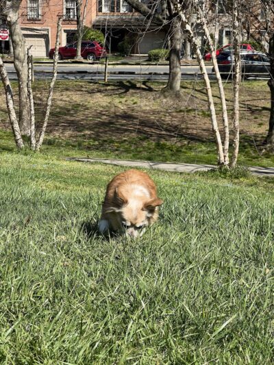 Fraser Park - Arlington, VA