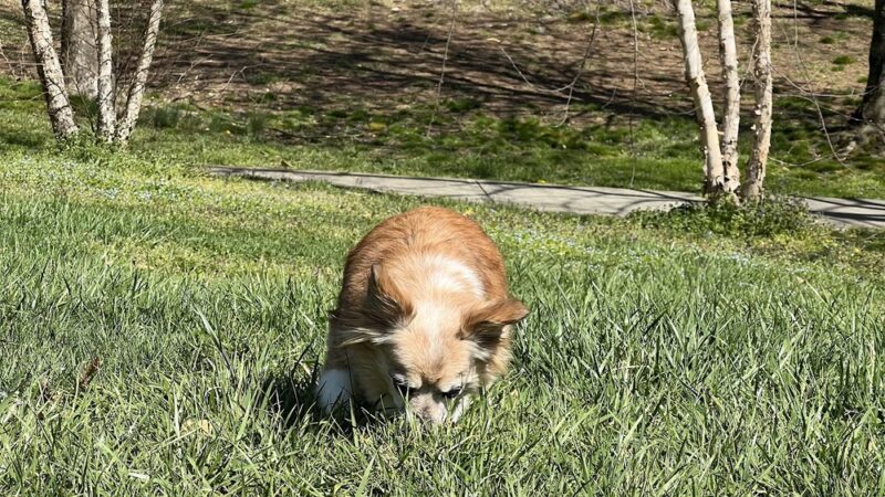 Fraser Park - Arlington, VA