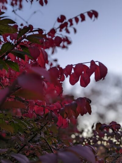 Marcey Road Park - Arlington, VA