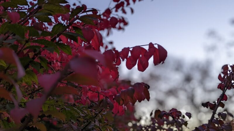 Marcey Road Park - Arlington, VA