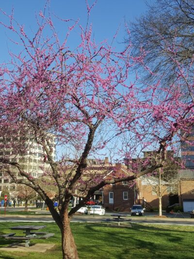 Oakland Park - Arlington, VA