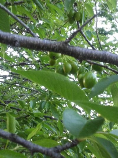 Arma City Park - Arma, KS