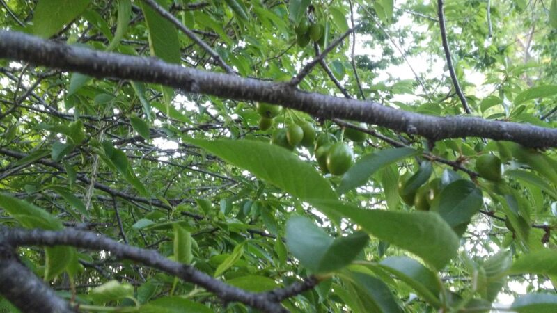 Arma City Park - Arma, KS