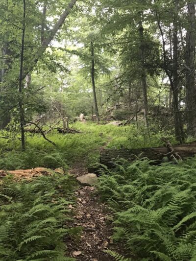 The Eugene and Agnes Meyer Nature Preserve - Armonk, NY
