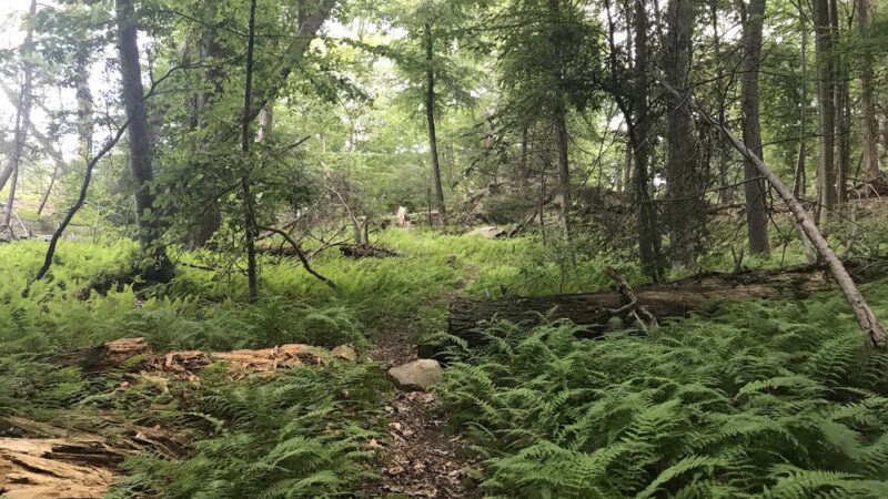 The Eugene and Agnes Meyer Nature Preserve - Armonk, NY