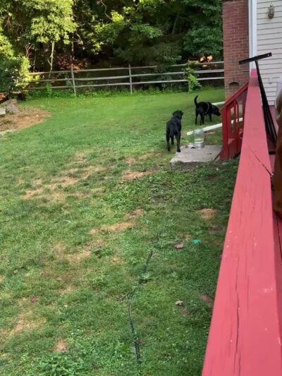 Woofz 'N Wagz - Armonk, NY