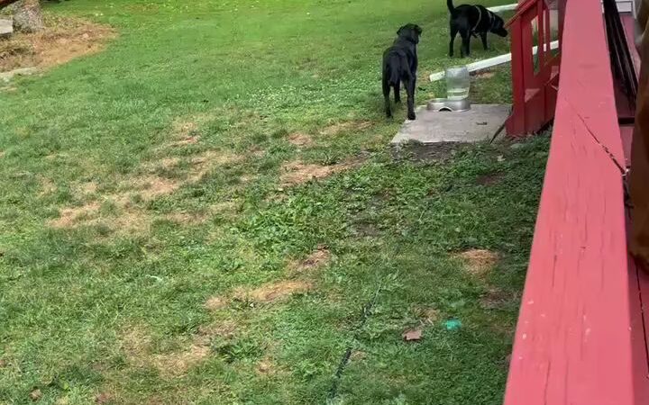 Woofz 'N Wagz - Armonk, NY