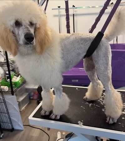 Woofz 'N Wagz - Armonk, NY