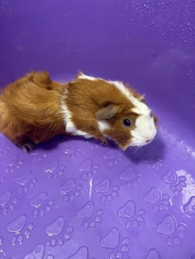 Woofz 'N Wagz - Armonk, NY