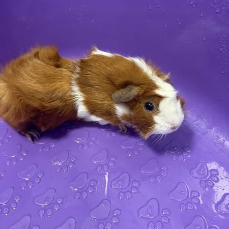 Woofz 'N Wagz - Armonk, NY