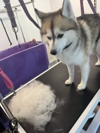 Woofz 'N Wagz - Armonk, NY