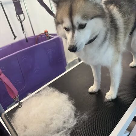 Woofz 'N Wagz - Armonk, NY