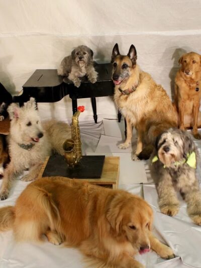 Southern Tails Dog School - Asheboro, NC