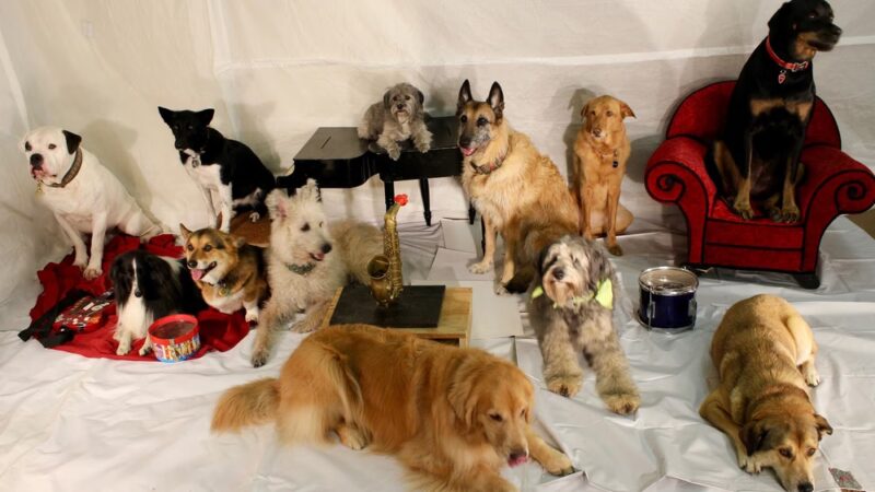 Southern Tails Dog School - Asheboro, NC