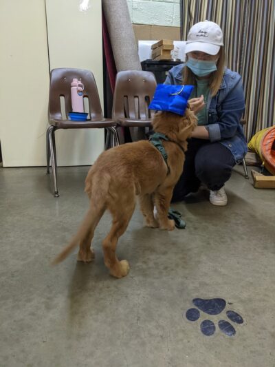 Southern Tails Dog School - Asheboro, NC