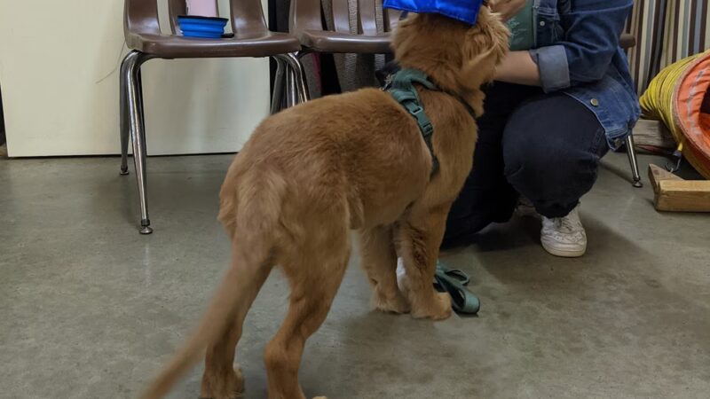 Southern Tails Dog School - Asheboro, NC