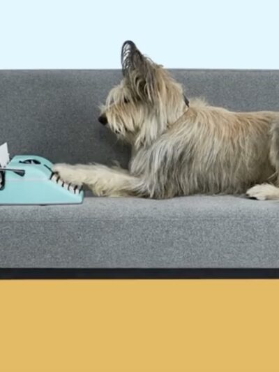 Southern Tails Dog School - Asheboro, NC