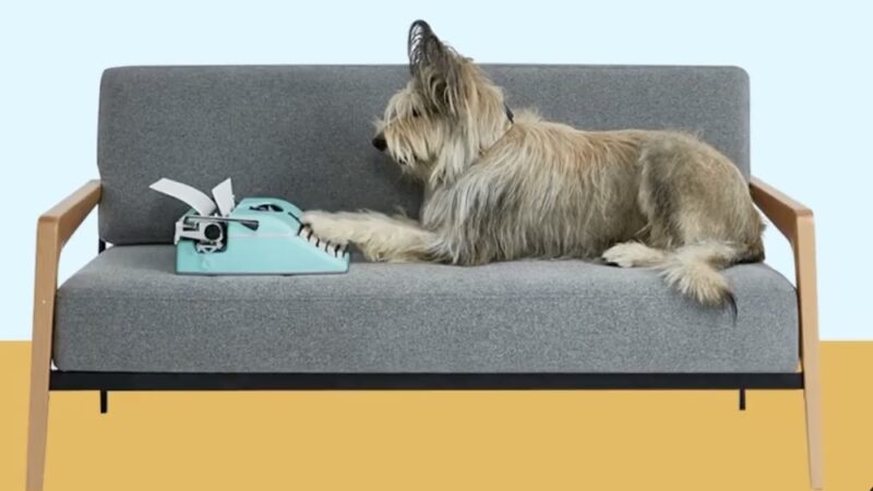 Southern Tails Dog School - Asheboro, NC