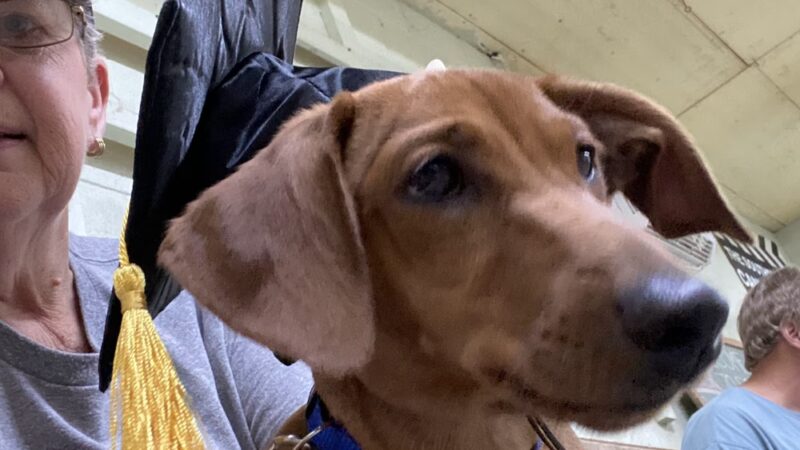 Southern Tails Dog School - Asheboro, NC