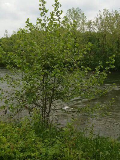 French Broad River Park - Asheville, NC