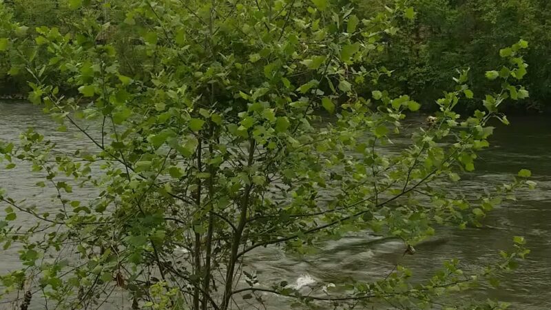French Broad River Park - Asheville, NC