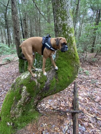 Nipmuck trail - Ashford, CT