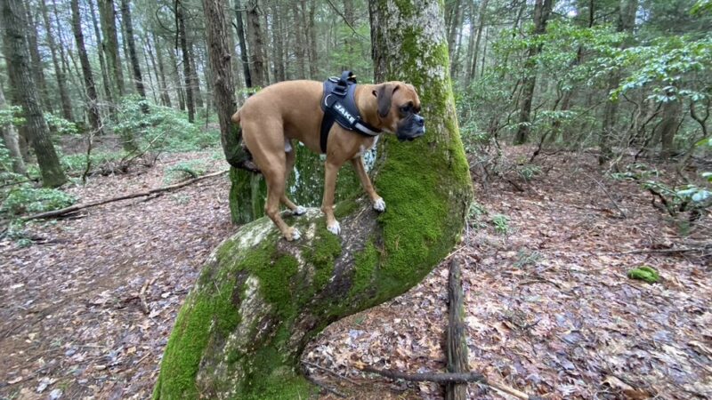 Nipmuck trail - Ashford, CT